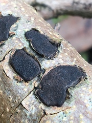 Biscogniauxia capnodes