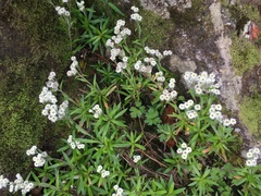 Anaphalioides trinervis