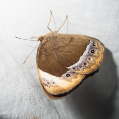 Mycalesis anaxioides