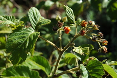 Rubus apetalus