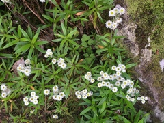 Anaphalioides trinervis