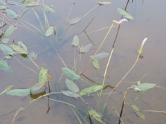 Aponogeton natans