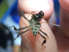 Acanthocephala femorata