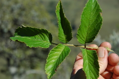 Rubus apetalus