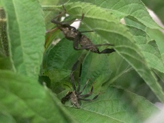 Acanthocephala femorata