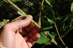 Rubus apetalus