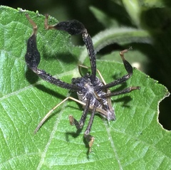 Acanthocephala femorata