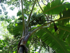 Musa banksii