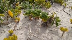Dasispermum