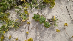 Dasispermum