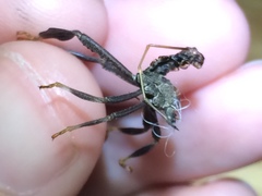 Acanthocephala femorata