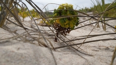 Dasispermum