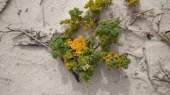 Dasispermum