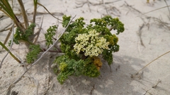 Dasispermum