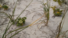 Dasispermum