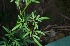 Clematis decipiens