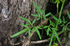 Clematis decipiens