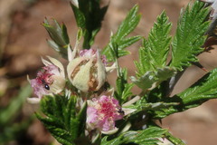 Rubus ludwigii