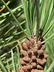 Pinus contorta bolanderi
