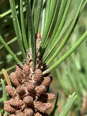 Pinus contorta bolanderi