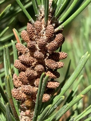 Pinus contorta bolanderi