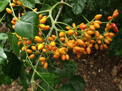 Micromelum minutum