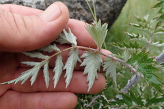 Rubus ludwigii