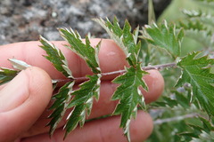 Rubus ludwigii