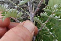 Rubus ludwigii