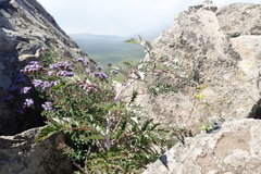 Rubus ludwigii