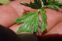 Rubus ludwigii
