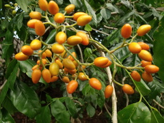 Micromelum minutum
