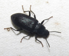 Xylopinus saperdoides