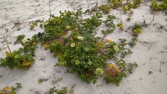 Dasispermum