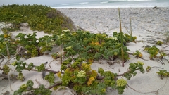 Dasispermum
