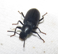 Xylopinus saperdoides