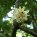 Eupomatia laurina - Photo (c) paluma, algunos derechos reservados (CC BY-NC), subido por paluma