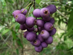 Syzygium wilsonii cryptophlebium