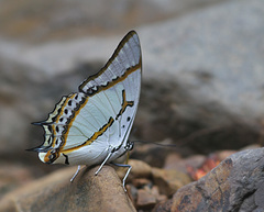 Polyura eudamippus