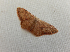 Idaea halmaea