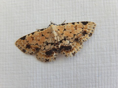 Sandava scitisignata