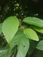 Alchornea latifolia