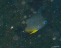 Amblyglyphidodon leucogaster