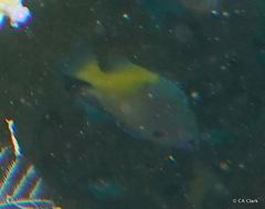 Pomacentrus nigromanus