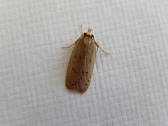 Eulechria convictella