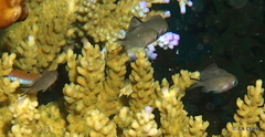 Chromis ternatensis