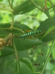 Afromastax zebra
