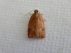Meritastis ursina