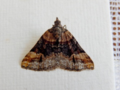 Dichromodes paratacta