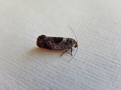 Eupselia carpocapsella